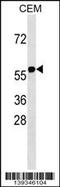 RING finger protein 31 antibody, 60-435, ProSci, Western Blot image 