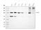 DNA replication licensing factor MCM6 antibody, M02755-1, Boster Biological Technology, Western Blot image 