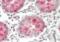 Dual Specificity Phosphatase 6 antibody, orb323259, Biorbyt, Immunohistochemistry paraffin image 