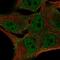 F-Box Protein 16 antibody, NBP2-55041, Novus Biologicals, Immunofluorescence image 