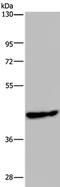 Phosphorylase b kinase gamma catalytic chain, skeletal muscle isoform antibody, PA5-50728, Invitrogen Antibodies, Western Blot image 
