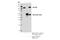 SEC24 Homolog D, COPII Coat Complex Component antibody, 14687S, Cell Signaling Technology, Immunoprecipitation image 