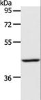 Acyl-CoA Dehydrogenase Short Chain antibody, LS-C401154, Lifespan Biosciences, Western Blot image 