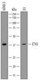 ETS Variant 2 antibody, MAB7740, R&D Systems, Western Blot image 