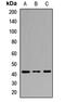 Peptidylprolyl Isomerase D antibody, orb412516, Biorbyt, Western Blot image 