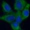 STOM antibody, FNab08344, FineTest, Immunofluorescence image 