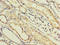 Interferon Alpha 14 antibody, A54708-100, Epigentek, Immunohistochemistry paraffin image 