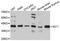 Pre-mRNA-splicing factor ISY1 homolog antibody, A13828, ABclonal Technology, Western Blot image 