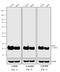 Mouse IgG (H+L) antibody, A16170, Invitrogen Antibodies, Western Blot image 