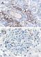 SH3 domain-binding protein 1 antibody, NB100-1398, Novus Biologicals, Immunohistochemistry frozen image 