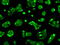 Baculoviral IAP Repeat Containing 7 antibody, GTX84822, GeneTex, Immunofluorescence image 