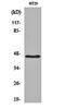 Keratin 18 antibody, orb160698, Biorbyt, Western Blot image 