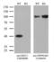 DNA excision repair protein ERCC-1 antibody, LS-C800181, Lifespan Biosciences, Western Blot image 