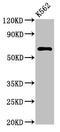 Methionyl-tRNA synthetase, mitochondrial antibody, orb401336, Biorbyt, Western Blot image 
