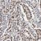 TDP-Glucose 4,6-Dehydratase antibody, FNab08636, FineTest, Immunohistochemistry frozen image 