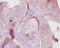 Carboxylesterase 1C  antibody, LS-C285797, Lifespan Biosciences, Immunohistochemistry paraffin image 