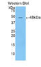 Dermatopontin antibody, LS-C293673, Lifespan Biosciences, Western Blot image 