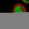 F-Box Protein 5 antibody, HPA029048, Atlas Antibodies, Immunofluorescence image 