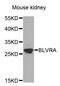 Biliverdin Reductase A antibody, MBS129611, MyBioSource, Western Blot image 
