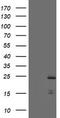 PYD And CARD Domain Containing antibody, TA800081S, Origene, Western Blot image 