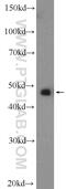 ZFP36 Ring Finger Protein Like 1 antibody, 12306-1-AP, Proteintech Group, Western Blot image 
