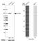 Solute carrier family 17 member 9 antibody, PA5-63312, Invitrogen Antibodies, Western Blot image 