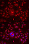 Golgi reassembly-stacking protein 1 antibody, 22-347, ProSci, Immunofluorescence image 