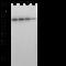 CD5 Molecule antibody, 11027-R505, Sino Biological, Western Blot image 