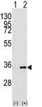 BAP antibody, AP13987PU-N, Origene, Western Blot image 