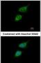 TRIO And F-Actin Binding Protein antibody, PA5-29092, Invitrogen Antibodies, Immunofluorescence image 