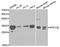 Protein Phosphatase 1 Catalytic Subunit Beta antibody, A1088, ABclonal Technology, Western Blot image 