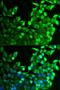 Fibroblast Growth Factor Receptor 2 antibody, orb135514, Biorbyt, Immunocytochemistry image 