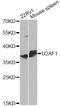 U2 Small Nuclear RNA Auxiliary Factor 1 antibody, MBS129858, MyBioSource, Western Blot image 