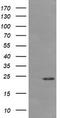 Deleted In Primary Ciliary Dyskinesia Homolog (Mouse) antibody, CF505898, Origene, Western Blot image 