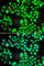 YTH Domain Containing 1 antibody, A7318, ABclonal Technology, Immunofluorescence image 