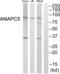 Anaphase-promoting complex subunit 5 antibody, abx015112, Abbexa, Western Blot image 