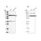 Pentatricopeptide Repeat Domain 3 antibody, NBP1-84126, Novus Biologicals, Western Blot image 
