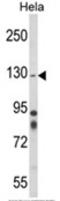 ITG antibody, AP18077PU-N, Origene, Western Blot image 