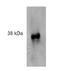 Formyl Peptide Receptor 2 antibody, LS-C66268, Lifespan Biosciences, Western Blot image 