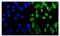 Mediator Complex Subunit 9 antibody, A12781, Boster Biological Technology, Immunofluorescence image 