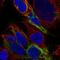 Zinc Finger Protein Interacting With K Protein 1 antibody, HPA059975, Atlas Antibodies, Immunofluorescence image 