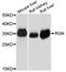 RGN antibody, A3350, ABclonal Technology, Western Blot image 
