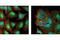 TIA1 Cytotoxic Granule Associated RNA Binding Protein Like 1 antibody, 5137S, Cell Signaling Technology, Immunocytochemistry image 