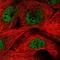 Mediator Complex Subunit 29 antibody, HPA055956, Atlas Antibodies, Immunofluorescence image 