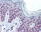 Paired Box 3 antibody, ADI-905-688-100, Enzo Life Sciences, Immunohistochemistry paraffin image 