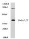 Siah E3 Ubiquitin Protein Ligase 1 antibody, AP20448PU-N, Origene, Western Blot image 