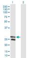 UPF0516 protein C12orf72 homolog antibody, H00254013-B01P, Novus Biologicals, Western Blot image 