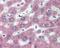 Parathyroid Hormone 1 Receptor antibody, 49-809, ProSci, Immunohistochemistry frozen image 