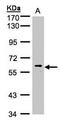 ERK8 antibody, orb95190, Biorbyt, Western Blot image 