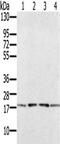 PRA1 Domain Family Member 2 antibody, CSB-PA985572, Cusabio, Western Blot image 
